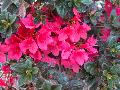Autumn Ruby Azalea / Rhododendron 